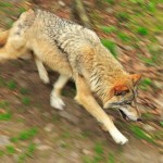 Wolf (Harz)
