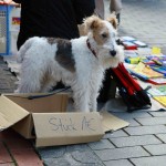 So ungefähr hat Schirrmi zu Euskirchen-Zeiten ausgesehen
