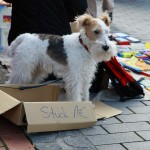 Ein Stück Hund - 1 EURO (Schirrmi)