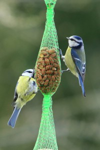 Blaumeisen