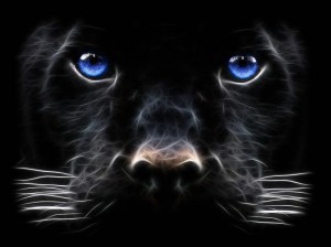 Big-Cat