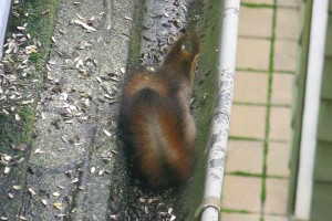 Comp_Eichhoernchen-Alarm_IMG_6793
