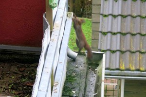 Comp_Eichhoernchen-Alarm_IMG_6802
