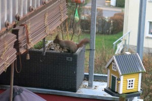 Comp_Eichhoernchen-Alarm_IMG_6805