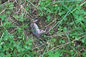 Comp_IMG_8645