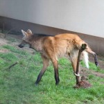 Der Pisser