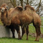 Die Bekloppten