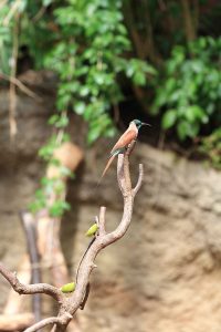 comp_koelner-zoo_cg6a4408