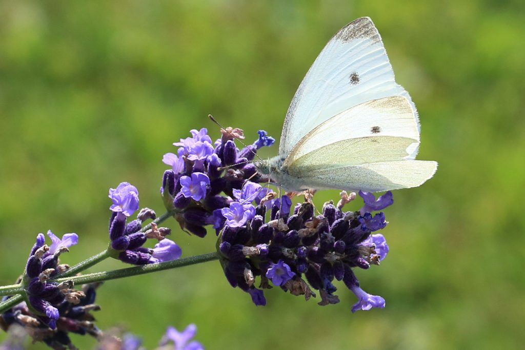 Pieris rapae - Kleiner Kohlweissling
